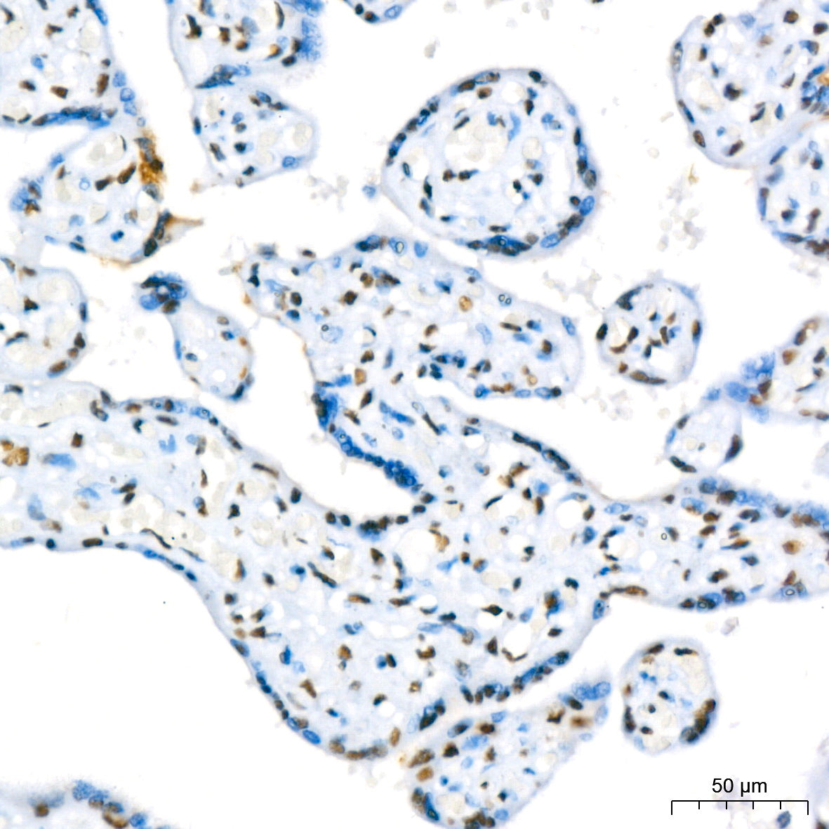 RBBP4 Rabbit mAb