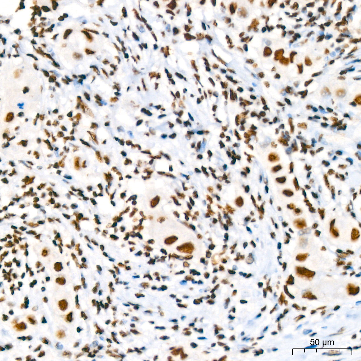 RBBP4 Rabbit mAb