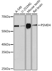 PSMD4 Rabbit mAb