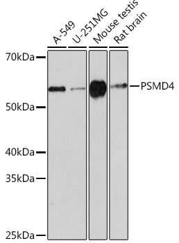 PSMD4 Rabbit mAb