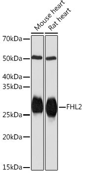 FHL2 Rabbit mAb