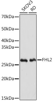 FHL2 Rabbit mAb
