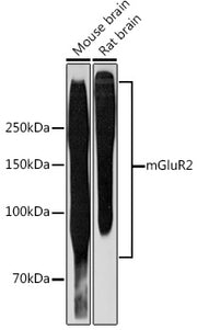 mGluR2 Rabbit mAb