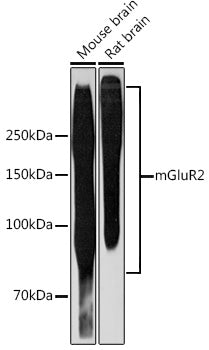 mGluR2 Rabbit mAb