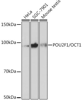 POU2F1/OCT1 Rabbit mAb