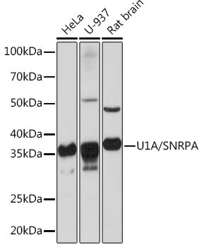 U1A/SNRPA Rabbit mAb