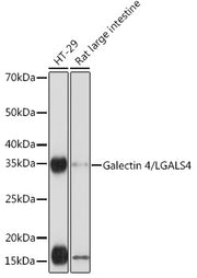 Galectin 4/LGALS4 Rabbit mAb