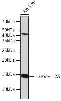 Histone H2A Rabbit mAb