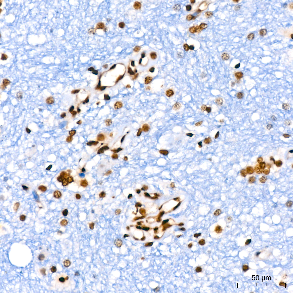 Histone H2A Rabbit mAb