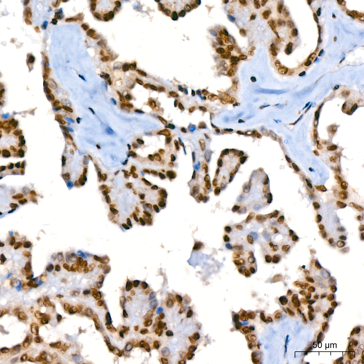 Histone H2A Rabbit mAb