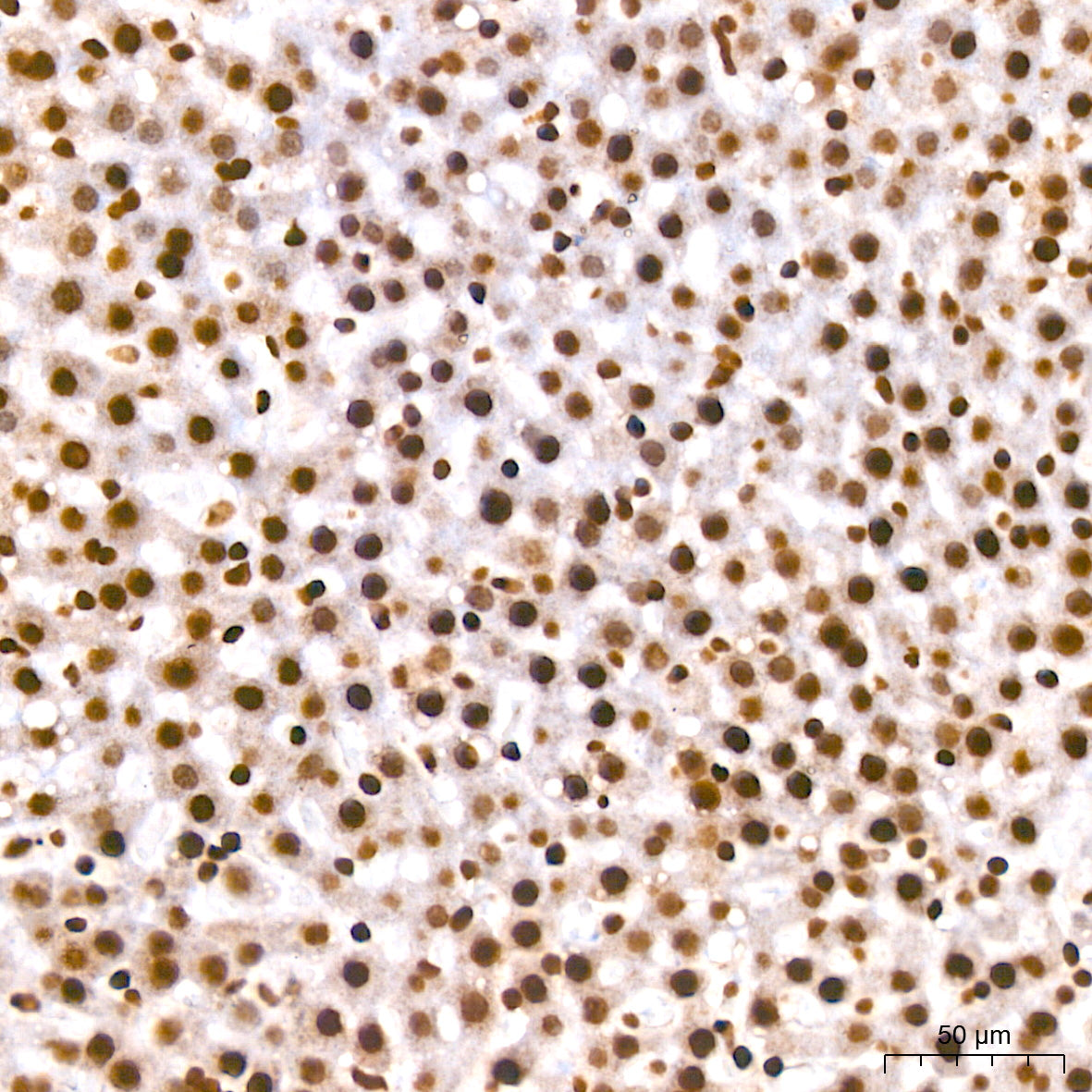 Histone H2A Rabbit mAb
