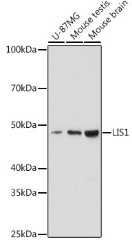 LIS1 Rabbit mAb