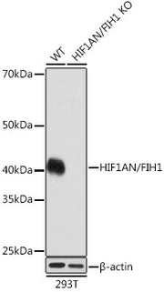 [KO Validated] HIF1AN/FIH1 Rabbit mAb