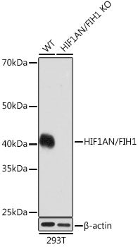 [KO Validated] HIF1AN/FIH1 Rabbit mAb
