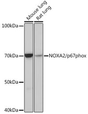 NOXA2/p67phox Rabbit mAb