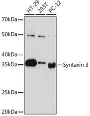 Syntaxin 3 Rabbit mAb
