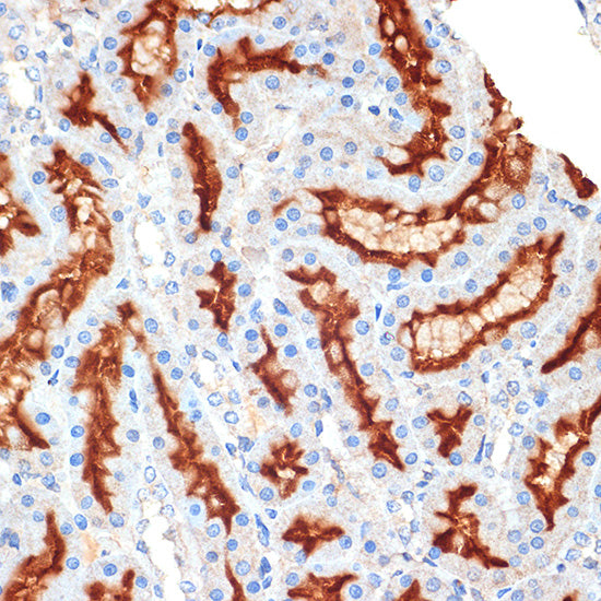 Syntaxin 3 Rabbit mAb