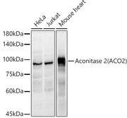 Aconitase 2 (ACO2) Rabbit pAb
