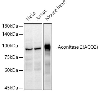 Aconitase 2 (ACO2) Rabbit pAb