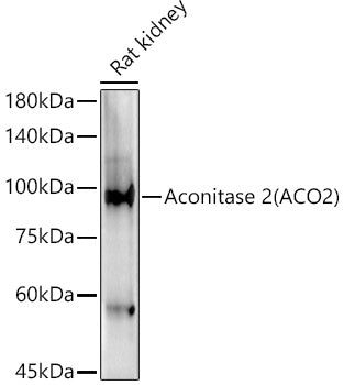 Aconitase 2 (ACO2) Rabbit pAb