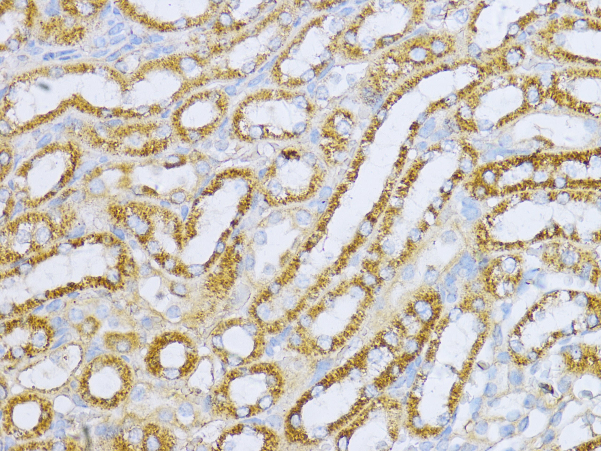Aconitase 2 (ACO2) Rabbit pAb