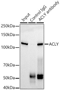 [KO Validated] ACLY Rabbit mAb