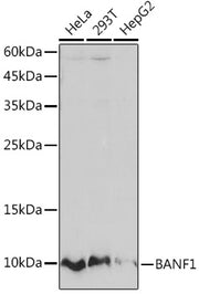 BANF1 Rabbit mAb