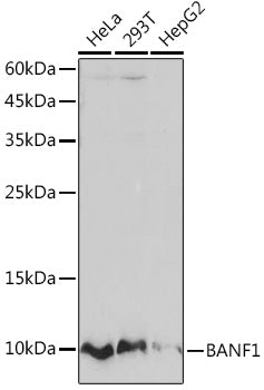 BANF1 Rabbit mAb
