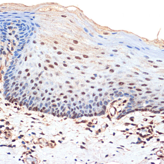 BANF1 Rabbit mAb