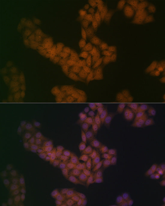 BANF1 Rabbit mAb