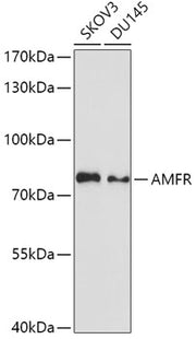 AMFR Rabbit pAb