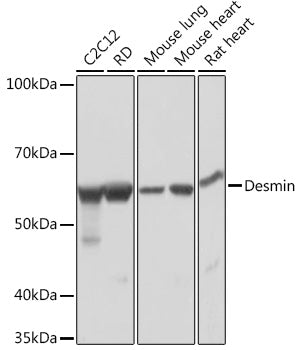 Desmin Rabbit mAb