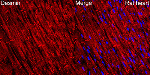 Desmin Rabbit mAb