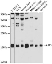 ARF5 Rabbit pAb