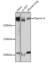 Filamin A Rabbit mAb