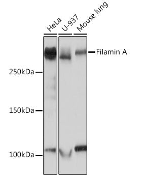 Filamin A Rabbit mAb