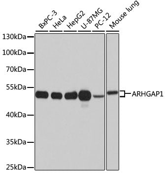 ARHGAP1 Rabbit pAb