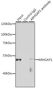 ARHGAP1 Rabbit pAb