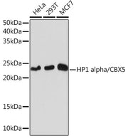 HP1 alpha/CBX5 Rabbit mAb