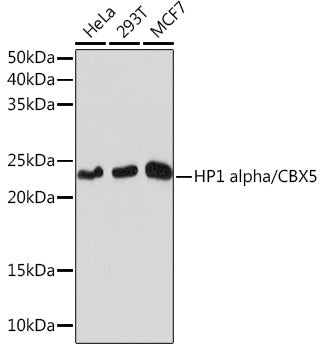 HP1 alpha/CBX5 Rabbit mAb