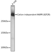 Cation-independent M6PR (IGF2R) Rabbit mAb