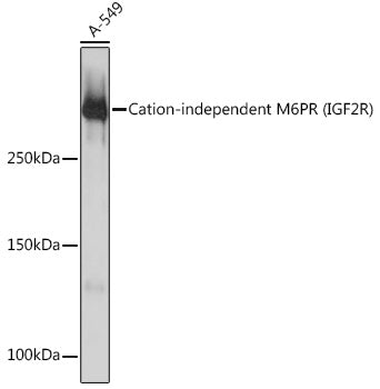 Cation-independent M6PR (IGF2R) Rabbit mAb