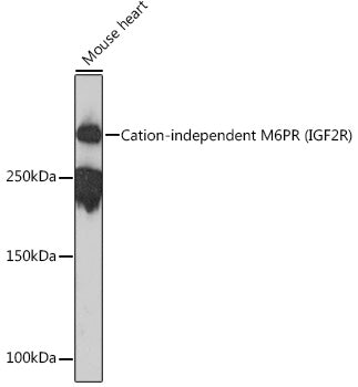 Cation-independent M6PR (IGF2R) Rabbit mAb