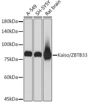 Kaiso/ZBTB33 Rabbit mAb