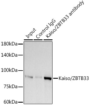Kaiso/ZBTB33 Rabbit mAb