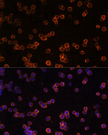 ENTPD1/CD39 Rabbit pAb