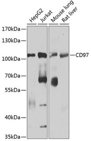 CD97 Rabbit pAb