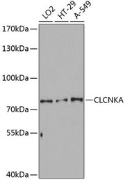 CLCNKA Rabbit pAb