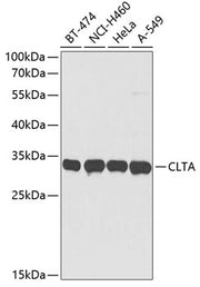 CLTA Rabbit pAb