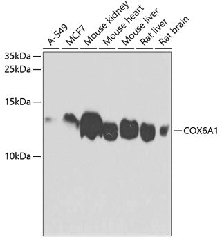 COX6A1 Rabbit pAb